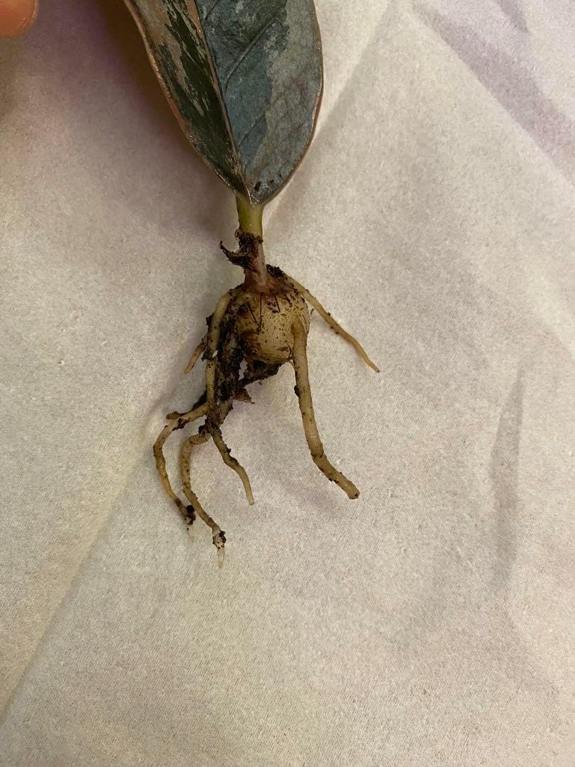 珍品 ザミオクルカス レイブン ブラック ピンク (斑入り)タイから直