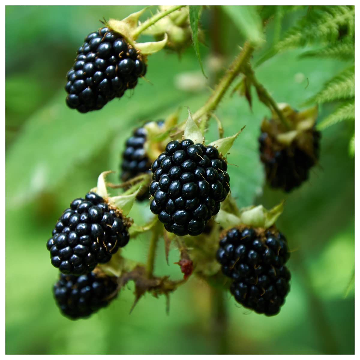 1 'Thornless' BlackBerry Black Satin/Rubus Fruticosus/Thornfree Sweet & Juicy 3fatpigs®
