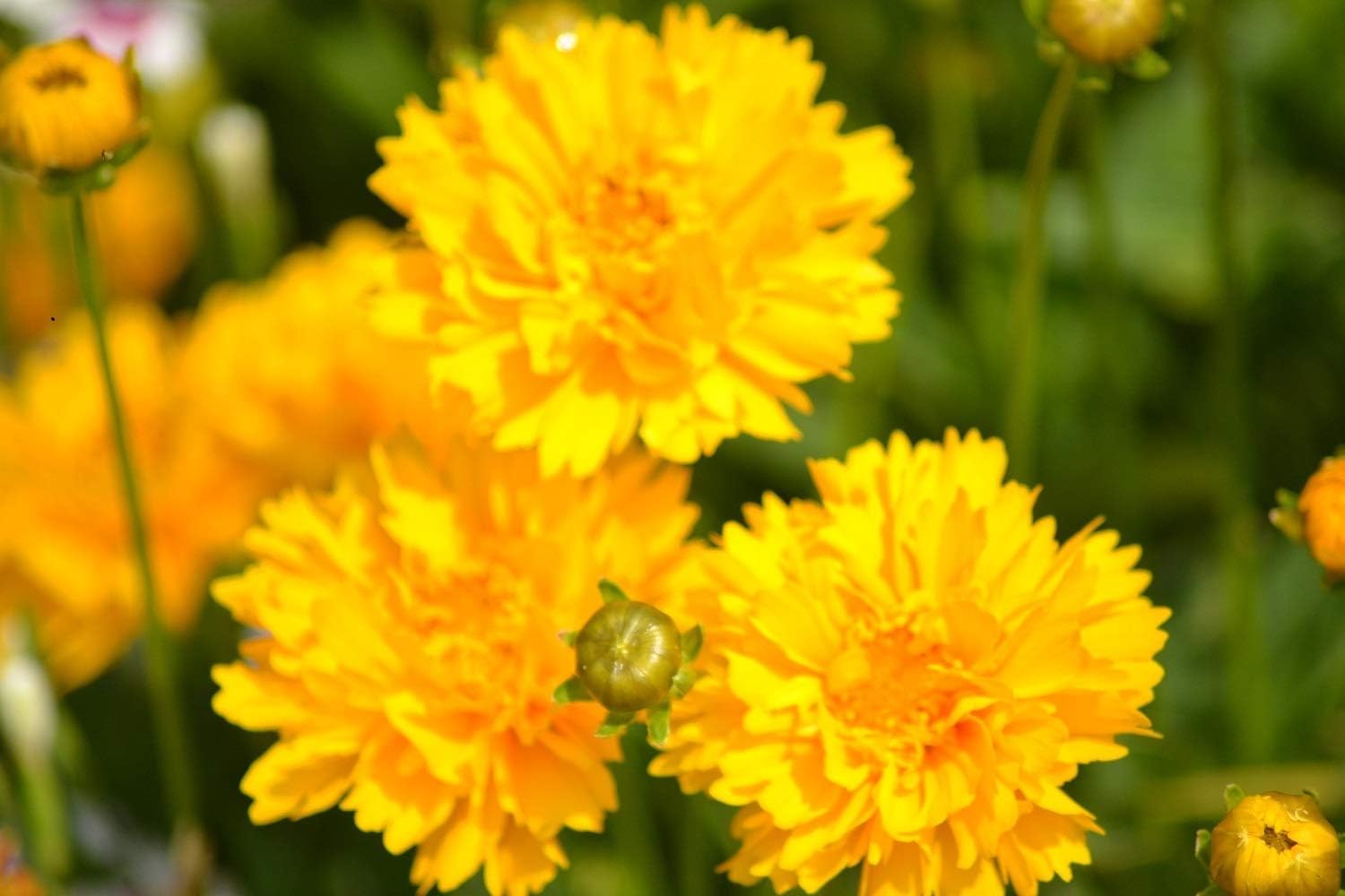 Coreopsis - Early Sunrise - 140