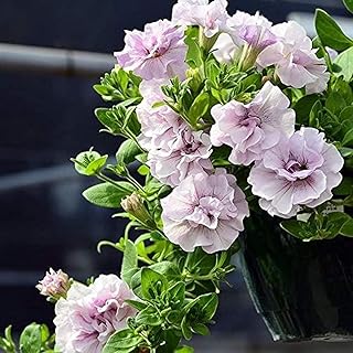 100 Pièces Pétunia Des Graines Panier Suspendu D'escalade Vivace Avec Plusieurs Pétales De Fleurs Roses Mignonnes Adaptées à La Décoration De Balcon