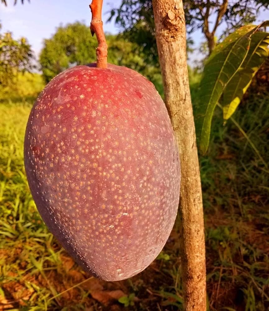 See full amazon price history chart for Bhumi Enterprise Sweet Thai King Of Chakapat Grafted Mango Plant, Pack Of 1 Healthy Plant "Special Variety Bhumi Enterprise Sweet Thai King Of Chakapat Grafted Mango Plant, Pack Of 1 Healthy Plant "Special Variety (B0CCV1LDX5) Amazon Price History, Amazon Price Tracker