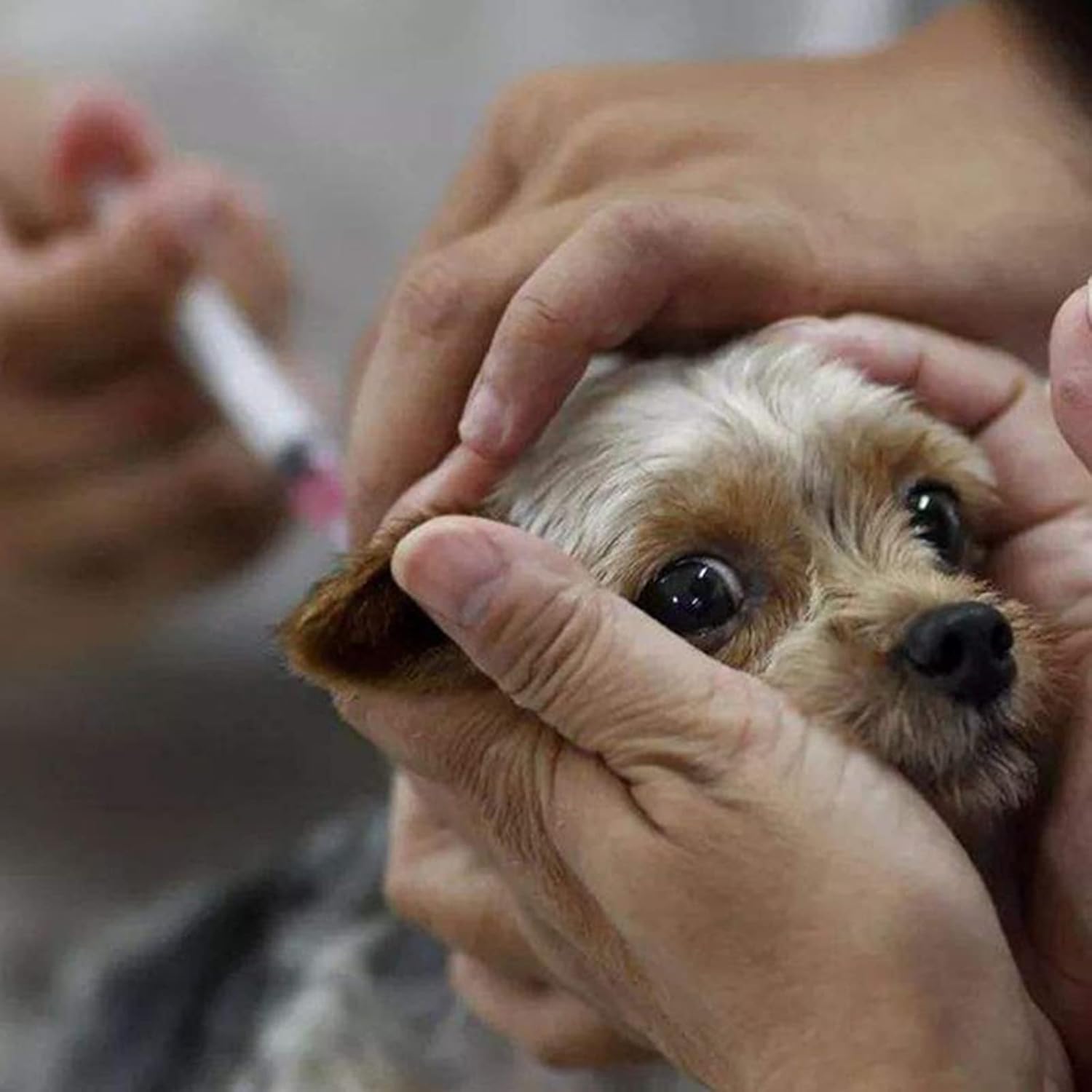 Zuhozao 25Pack 1ml with Tip and 26Ga 1/2INCH Disposable Safety Individual Packaged : Industrial & Scientific