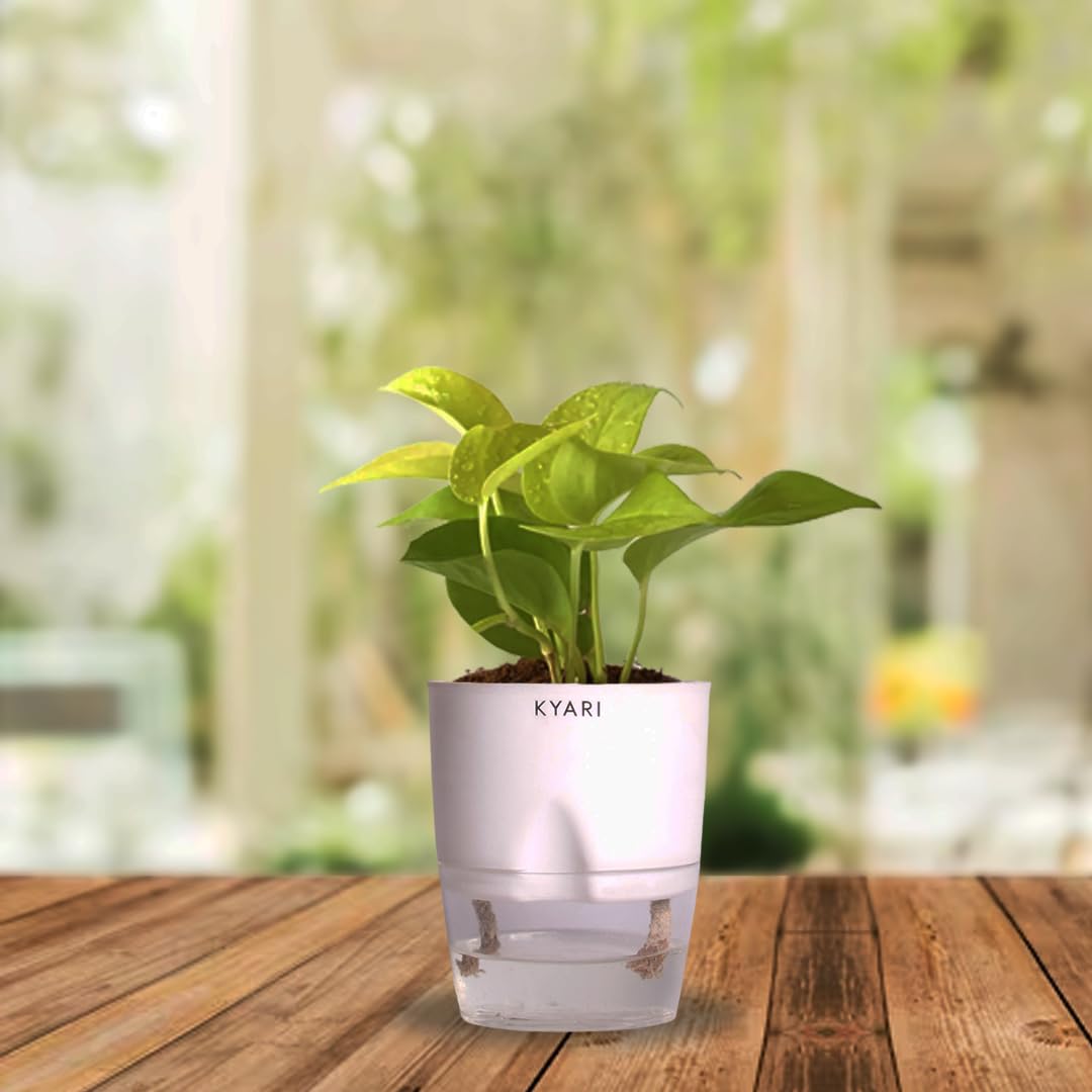 KYARI Golden Money for Living Room | Plants with White Pot for Home | Indoor Plants for bedroom | Live plants with pots (B0CWGL22ZS) Amazon Price History, Amazon Price Tracker