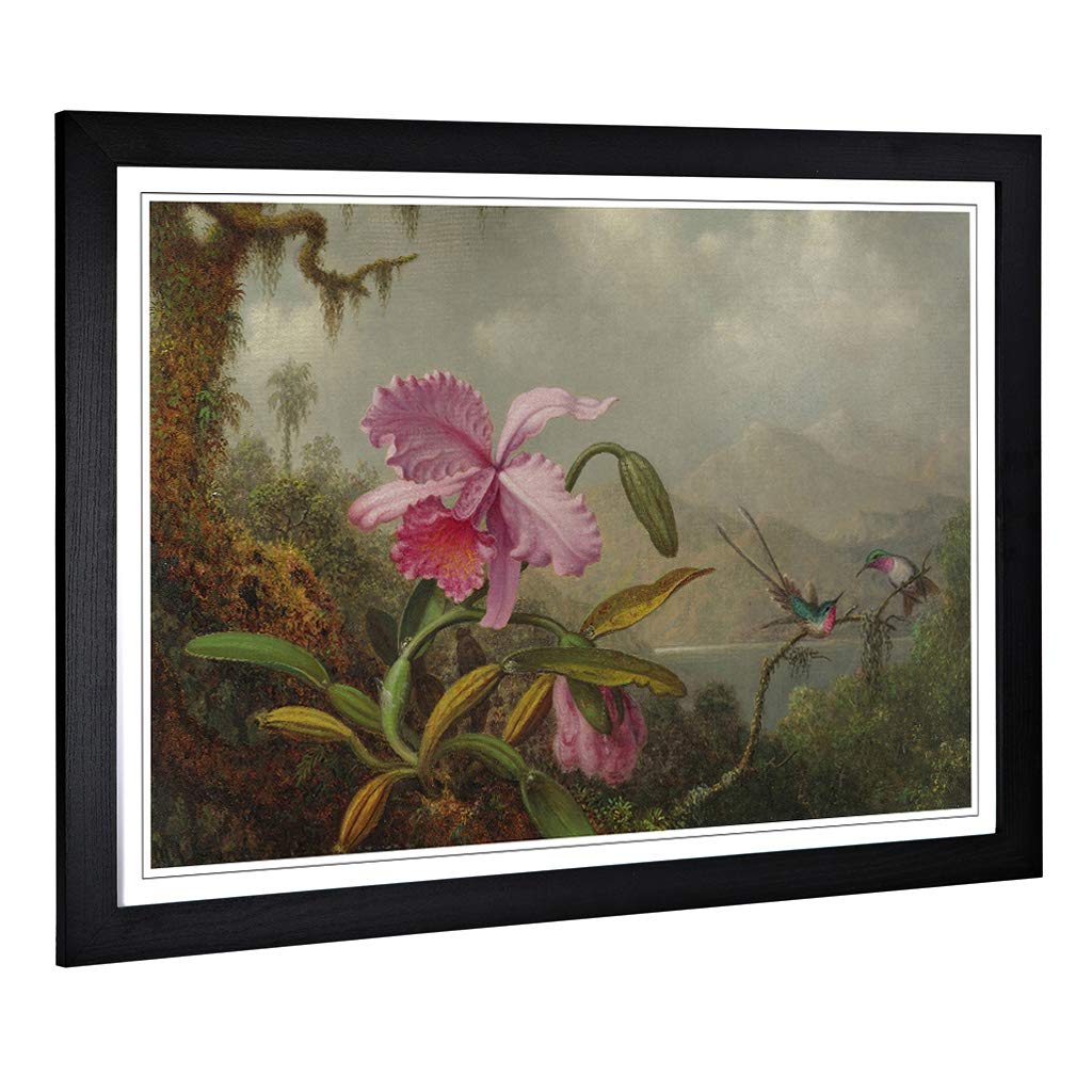 Big Box Art Framed Print of Martin Johnson Heade Pink Flower Design | Wall Art Picture | Home Decor for Kitchen, Living Room, Bedroom, Hallway, Black, A2 / 24.5x18 Inch / 62x45cm