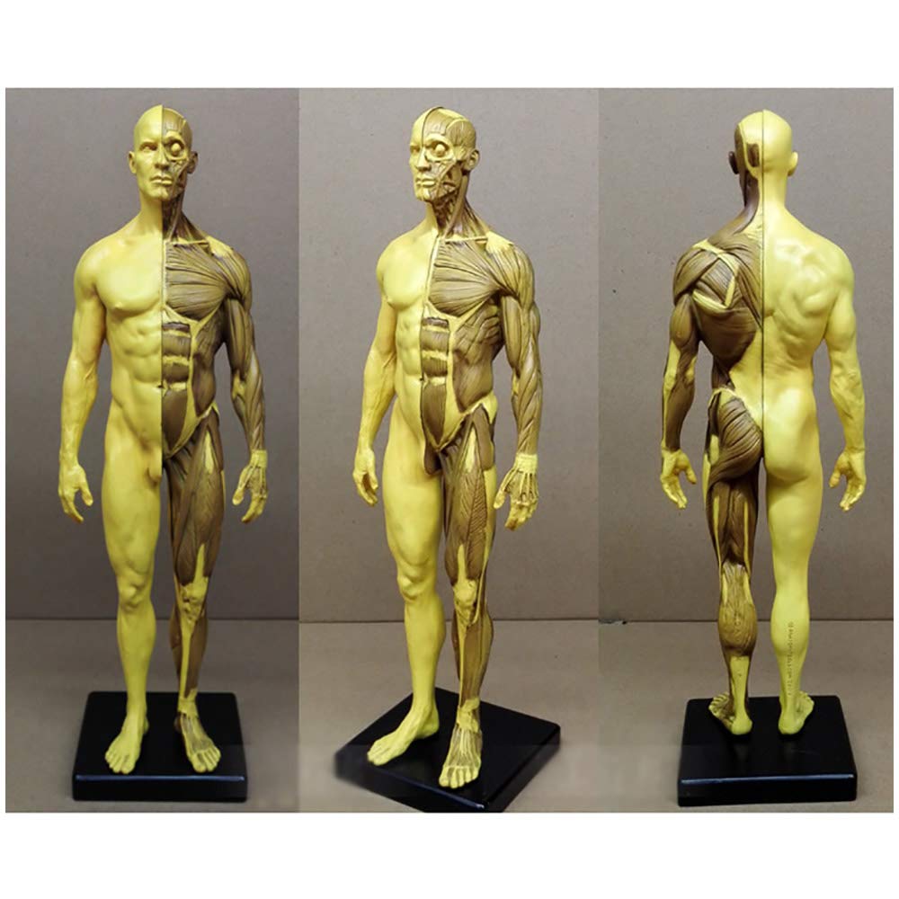 Sjdopulse Women's Human Anatomical Muscle Bone Model - /Male Anatomy Figure Model - Resin Material Human Anatomical Anatomy Skull Head Body Model For Reference For Artists (Male)