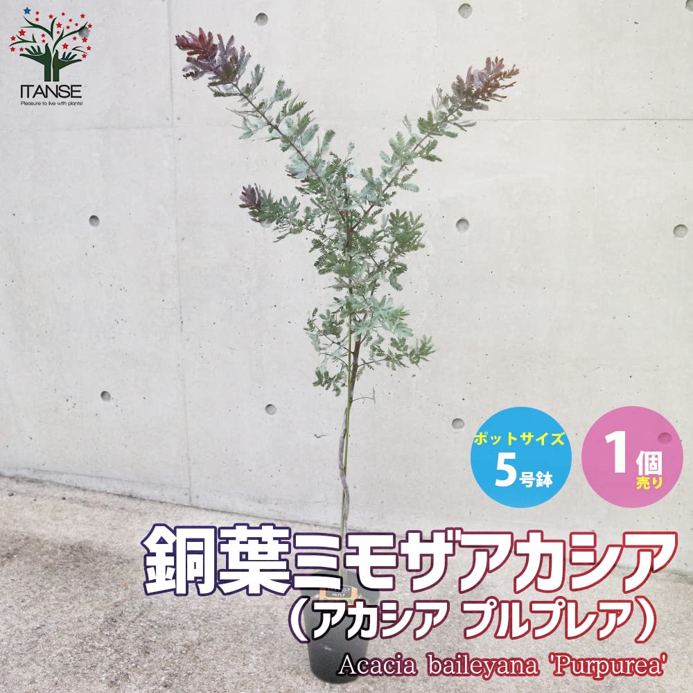 花芽付き　ミモザアカシア　パープレア　プルプレア　テラコッタ鉢植え　苗　苗木 花芽付き ミモザアカシア パープレア プルプレア テラコッタ鉢植え 苗