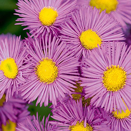 50 Erigeron Speciosus Pink Jewel Seeds - Pink Fleabane Daisy - 50 Seeds