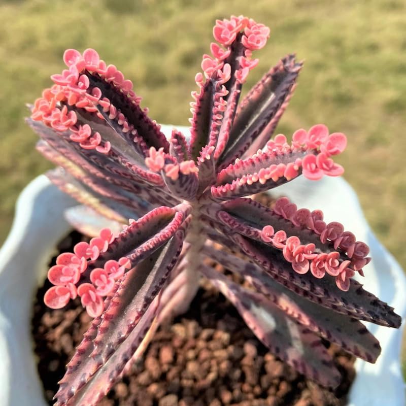 Miniatura 3 de Planta Kalanchoe rosa viva para plantar, planta de mariposa rosa Kalanchoe viva en maceta de 2 pulgadas, suculenta abigarrada, planta de interior