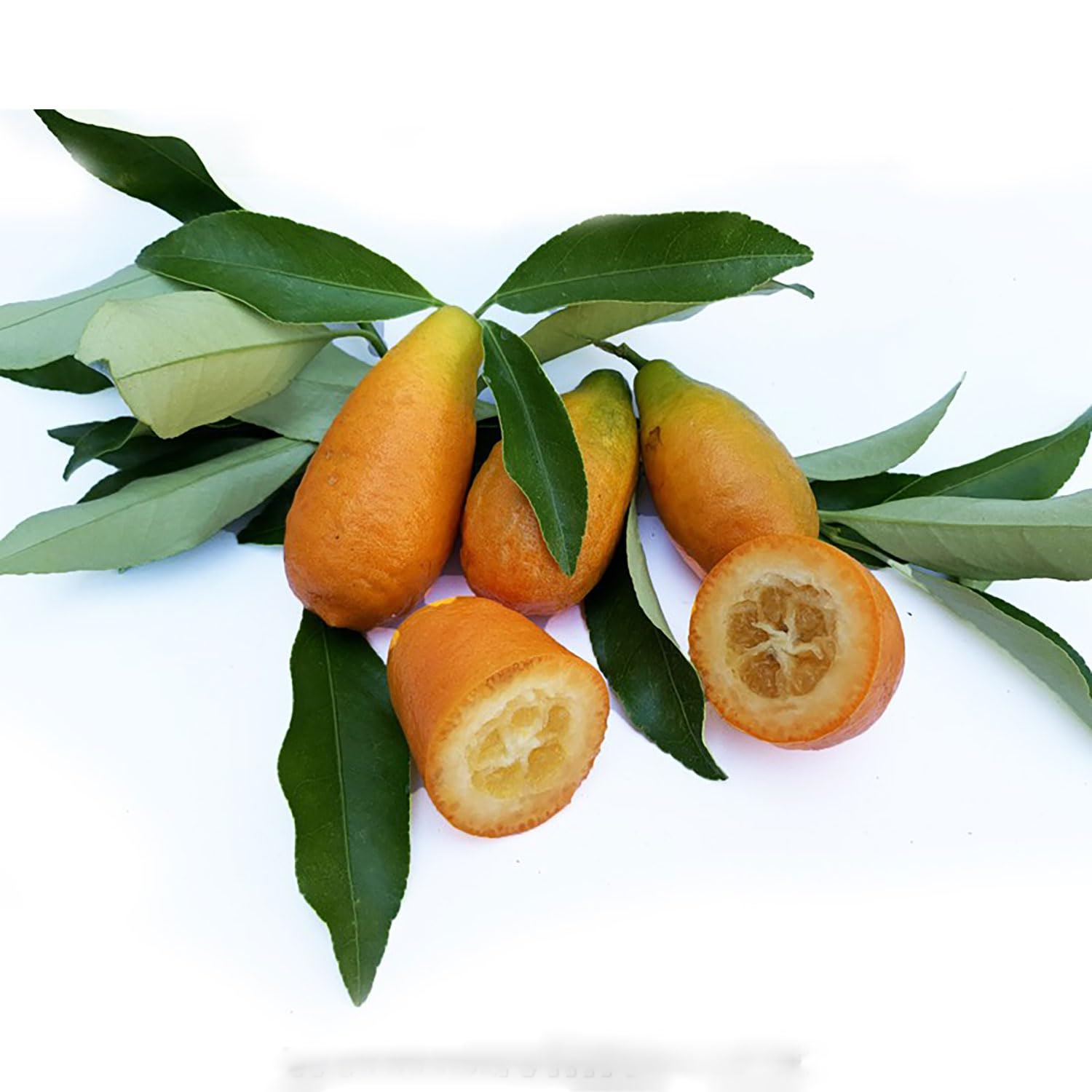 SAVINI VIVAI Pianta di Kumquat Mandarino Cinese Albero di Agrumi Kumquat Gigante in Vaso da 35 cm Altezza 150-180 cm 6-7 Anni di innesto Made Italy