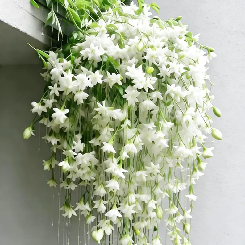 Amazon.com : 100+ Climbing Jasmine Flower Seeds for Planting-Non