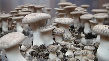 King Oyster Mushroom (Pleurotus eryngii) Liquid Culture Syringe for Mushroom Cultivation on Grain or Agar