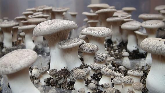 King Oyster Mushroom (Pleurotus eryngii) Liquid Culture Syringe for Mushroom Cultivation on Grain or Agar