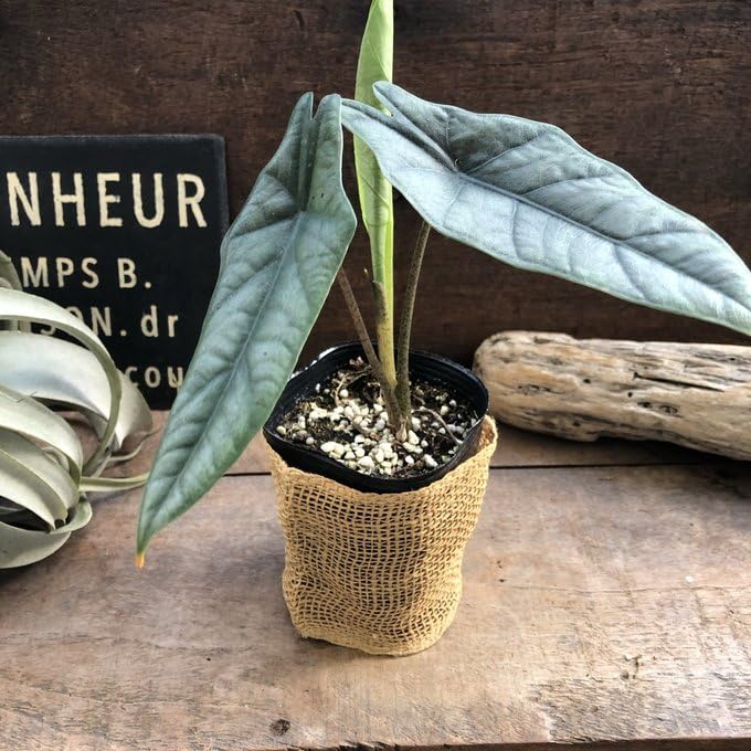 Amazon｜メタリックブルー アロカシア 綺麗な葉脈 観葉植物｜観葉植物