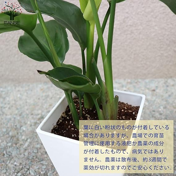Amazon Co Jp ストレリチア レギネ 5号スクエア鉢 品種で選べる観葉植物 リビングやオフィス向きサイズ 1個 学名 Strelitzia Reginae バショウ科 ストレリチア属 原産地 南アフリカ 温室などで管理するとまるで極楽鳥のような鮮やかな花を咲かせることでも知られ