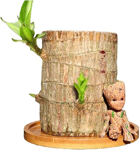 Amazon ブラジルボク水耕栽培植物グルートラッキーウッド鉢植え ミニブラジルウッド鉢植え植物 屋内装飾用のラッキーウッド鉢植え植物切り株きれいな空気 竹製トレー 円形 観葉植物 オンライン通販 Amazon ブラジルボク水耕栽培植物グルートラッキーウッド鉢植え ミニブラジルウッド鉢植え植物 屋内装飾用のラッキーウッド鉢植え植物切り株きれいな空気 竹製トレー 円形 観葉植物 オンライン通販