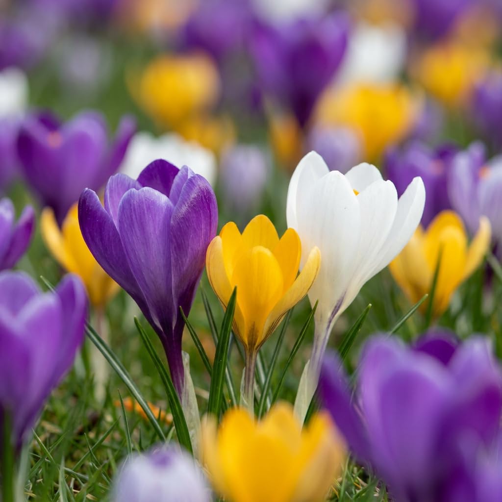 Green boutiQ - 280x Crocus mix - Crocus en mélange - Divers - Bulbe naturalisant - Calibre 7/8