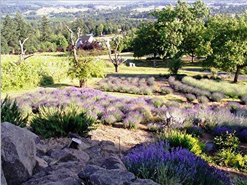 Victoria's Lavender Luxury Microwavable Aromatherapy Lavender Neck Wrap Provides Stress and Neck Pain Relief with Organic Lavender Buds and Flax Seed, Extra Long, Excellent Gift for Relaxation