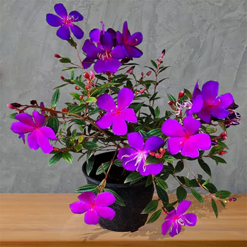 GreenCaart Begum Bahar Tibouchina Flower Tree Healthy Plant Pack of 1 (B0BPPTNZDN) Amazon Price History, Amazon Price Tracker