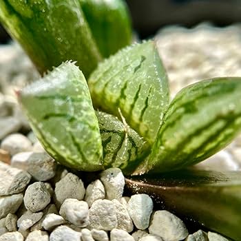 Amazon.co.jp: ハオルチア ナイルの一滴 ハオルシア多肉植物 抜き苗