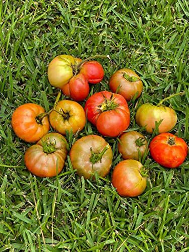 Fertilizante orgánico granulado para tomate NPK 8-5-5 miniatura 7