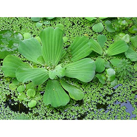 100 Live Duckweed Plants (LEMNA Minor) Cover