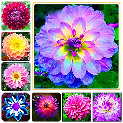 Le petali di compost di bulbo di Dalia sono multicolori, una varietà adatta alla casa e al giardino-8Bulbi