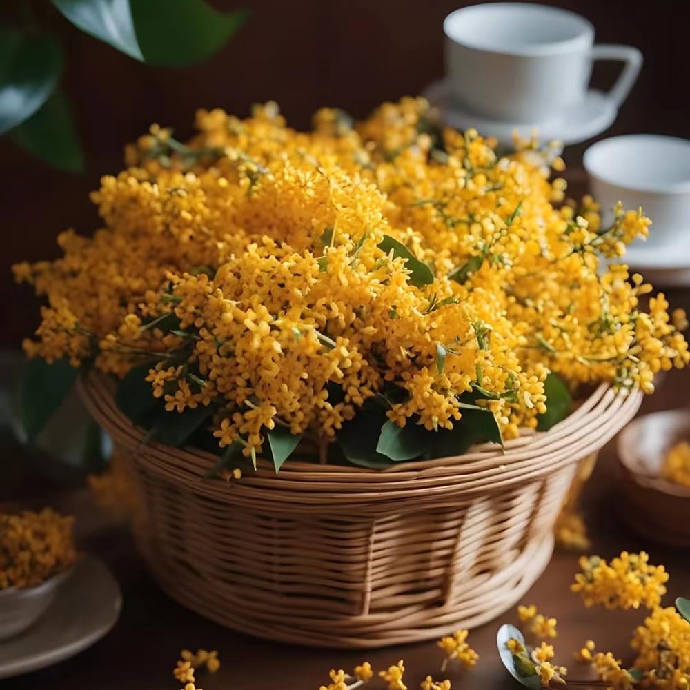 Osmanthus Fragrans - balcón decoración de jardín que prefieren 6Plantas