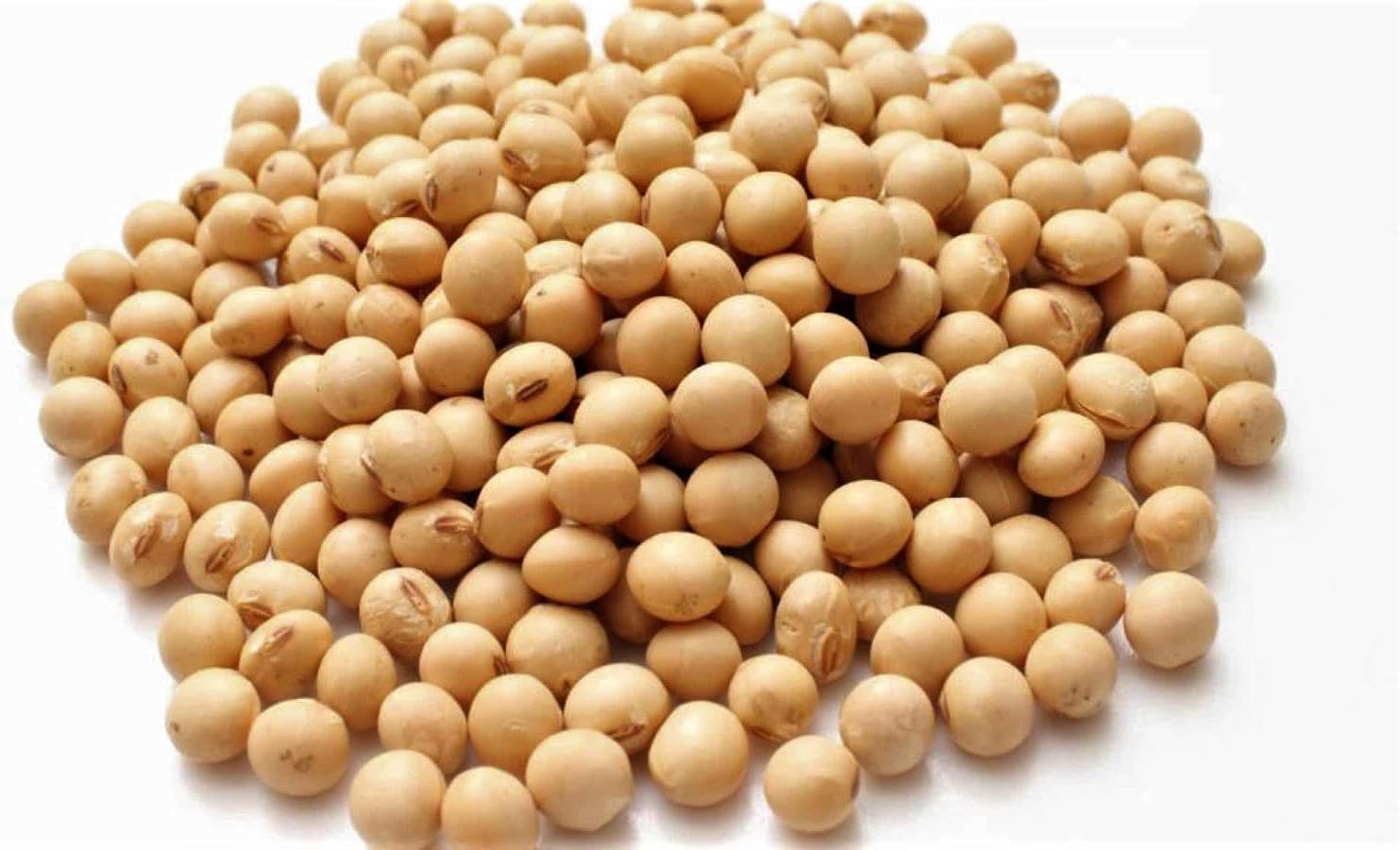 African Yellow Beans Okpa Beans/Bambara/Motobo/Jugo 2lbs