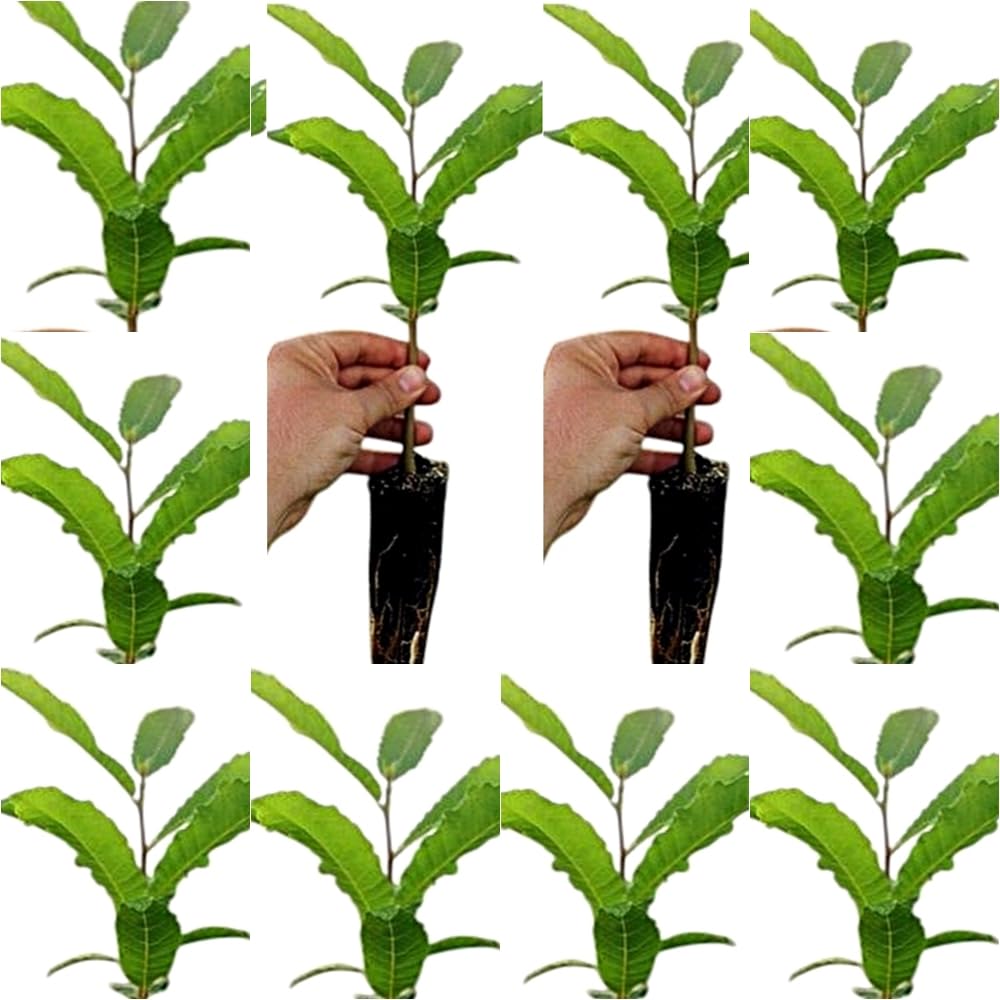 ¡¡¡ 10 Plantas !!! natural Castanea Sativa, Castaño. 20-30 cm. En cepellón. Plantar un castaño aporta sombra, frutos deliciosos, mejora el suelo y fomenta la biodiversidad local.