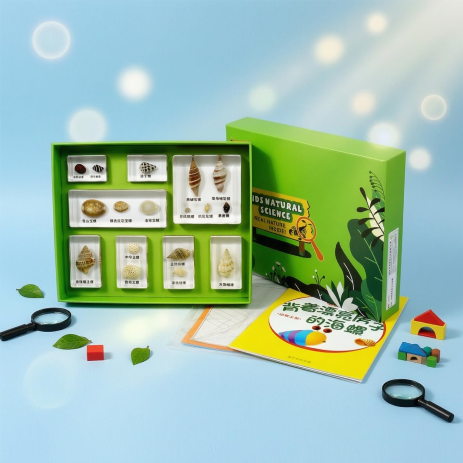 Kit di Esemplari Naturali con Scatola Pratico Scatola di Esemplari Didattico Vetrina Trasparente per Bambini, Scuola, style to 2