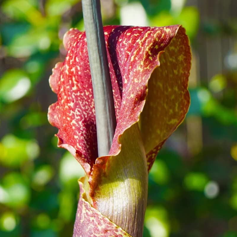 Floriculture Greens Amorphophallus Voodoo Lily Outdoor Gardening Flower Plant Bulbs (Pack of 1 Sauromatum Venosum bulb) (B0BW45T16Z) Amazon Price History, Amazon Price Tracker
