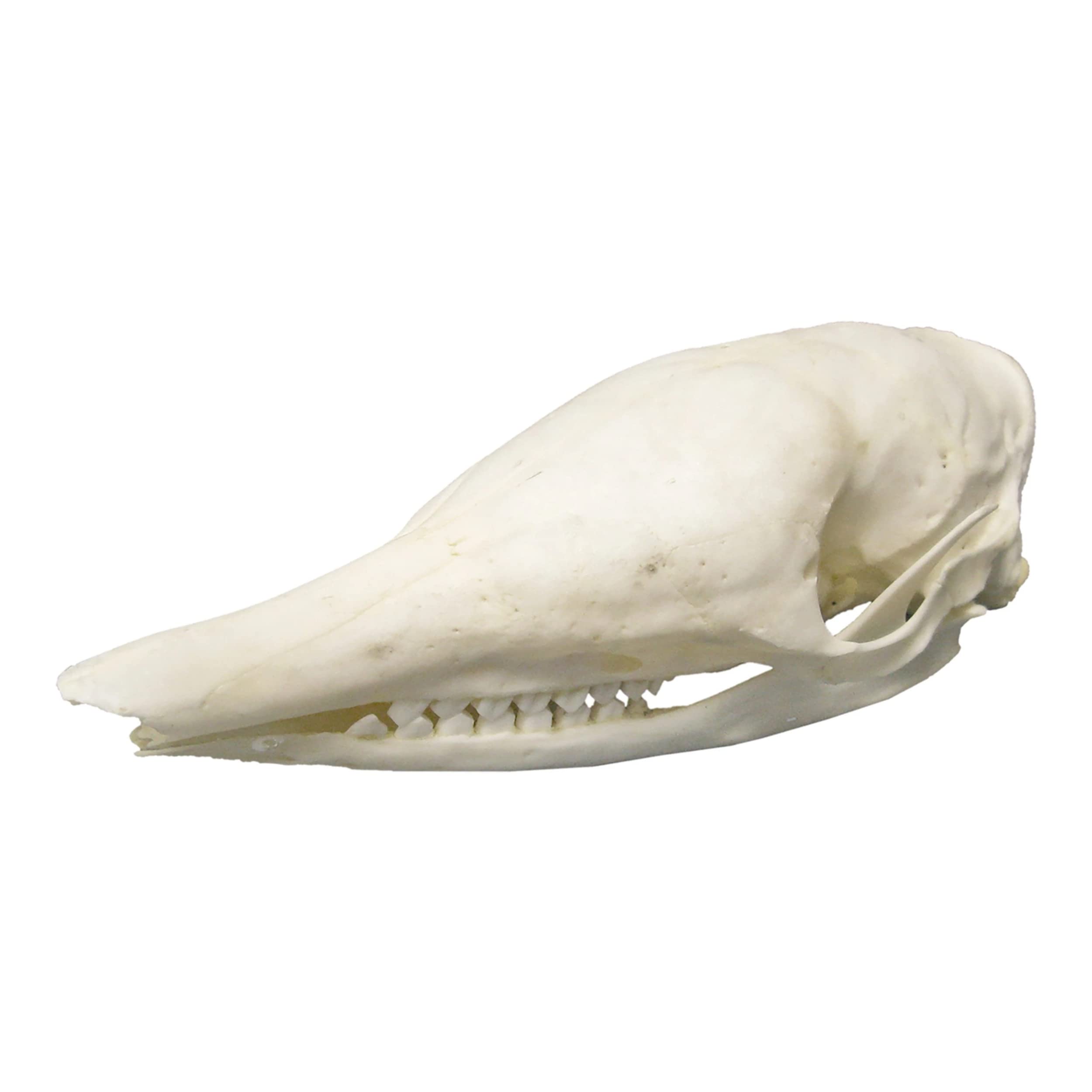 Real Nine-Banded Armadillo Skull A Quality Skull Only
