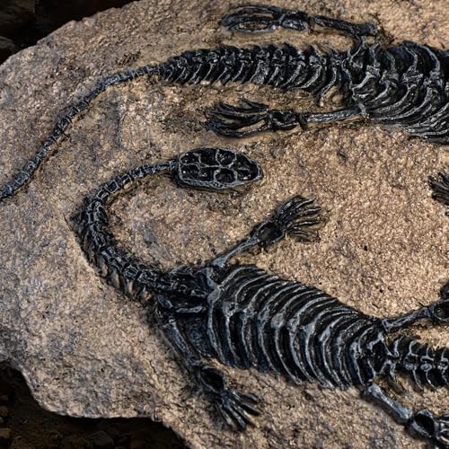 Image of 1st Heaven Resin Dinosaur Fossil Sculpture - Realistic Dinosaur Skeleton for Desk & Wall Display, Prehistoric Jurassic-Era Dino Decor, Unique Gift for Dino Lovers & Home Decor (Plesiosaurus)