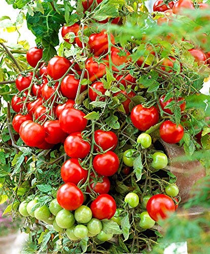 OL Seed Tomato Seeds - Hybrid - (Pack of 50 Seeds) (B07DBBRLBV) Amazon Price History, Amazon Price Tracker