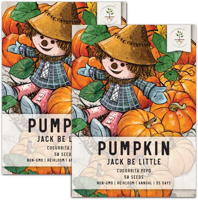 Seed Needs, Jack Be Little Pumpkin (Cucurbita Pepo) Twin Pack of 50 Seeds Each Non-GMO