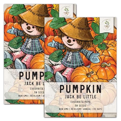 Seed Needs, Jack Be Little Pumpkin (Cucurbita Pepo) Twin Pack Of 50 Seeds Each Non-Gmo #TOP23