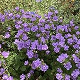 Semillas de bacopa plantas de balcón resistentes semillas de hierbas silvestres plantas decorativas balcón invernadero semillas de flores semillas de plantas decoración floral del 600pcs