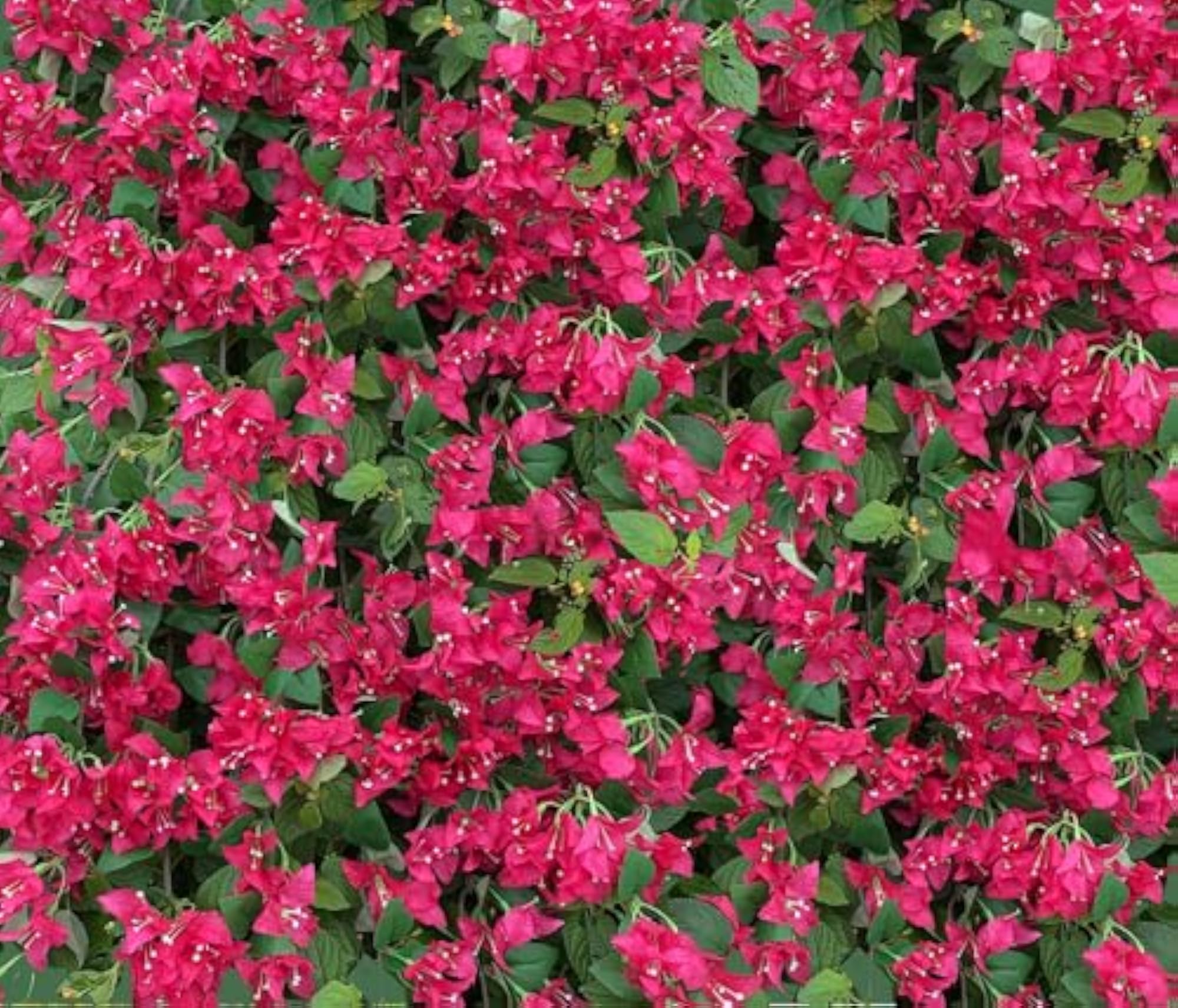 Pack of 12 Silk Bougainvillea Branches Artificial Flowers