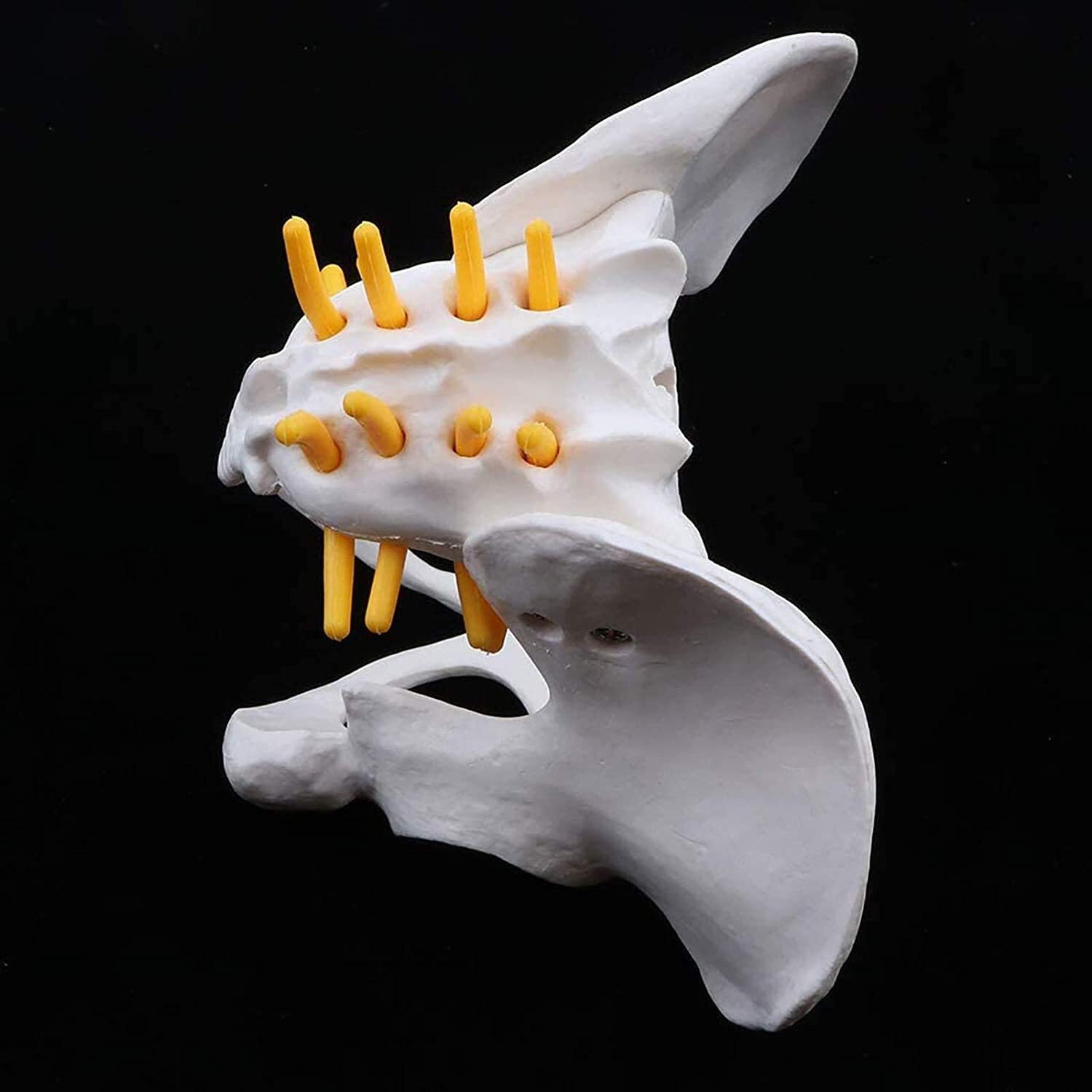 Model narządu Model szkieletu żeńskiej miednicy, anatomiczny medyczny, anatomia do nauki w klasie wyświetlacz nauczania model medyczny model anatomiczny