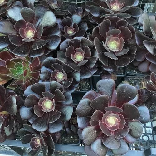 Black Aeonium Succulents Plants Live Rare Aeonium Arboreum Succulent Plant