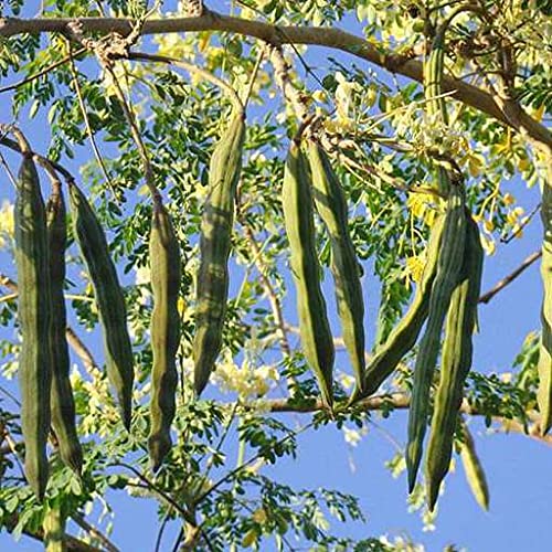 PlantaZee Sahjan/Saragavo/Shevaga/Moringa Plant (B09N2LFWKK) Amazon Price History, Amazon Price Tracker