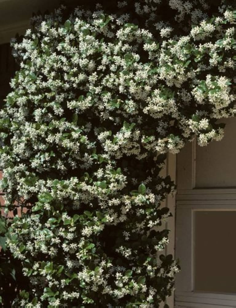 Amazon.com : Madison Confederate Jasmine (Trachelospermum