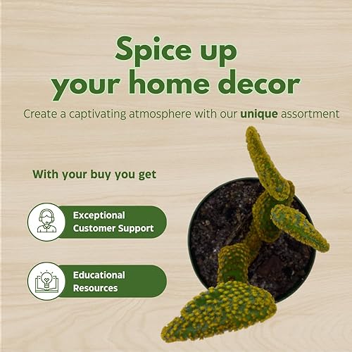 Miniatura 7 de BubbleBlooms Oreja de conejito cacto de pera tuna en una olla de 4 pulgadas Opuntia amarilla Microsdasys