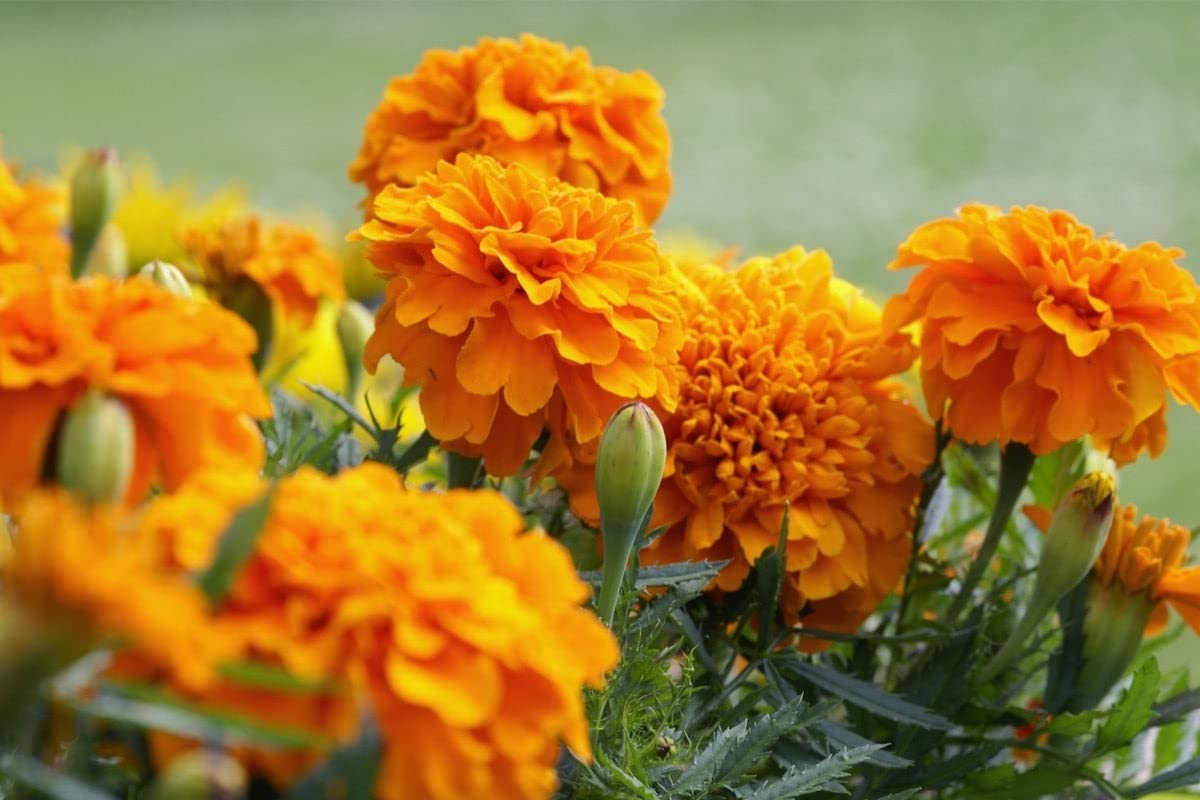 Marigold flower seeds hybrid, Hybrid Seeds for marigold flower, 100