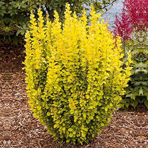Berberis thunbergii 'Maria' Japanese Barberry Bush Deciduous Potted Garden Shrub (20-30cm (Incl. Pot))