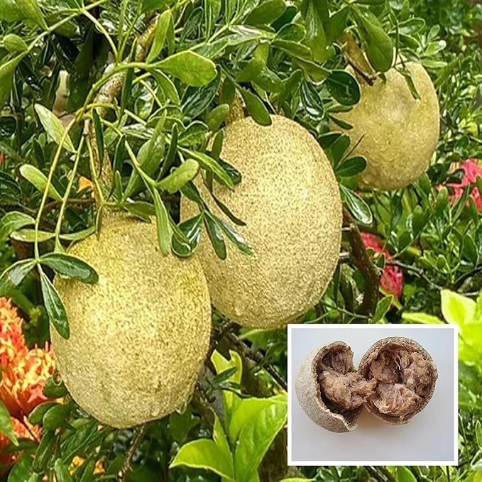 Image of All-Time 12 Months Hybrid GRAFTED Live Fruit Plant Original & Authentic Organic Tree for Outdoor Fast-Growing Fruit Plant Home Gardens Pack Of-1 (Wood-Apple Fruit Plant, Medium)