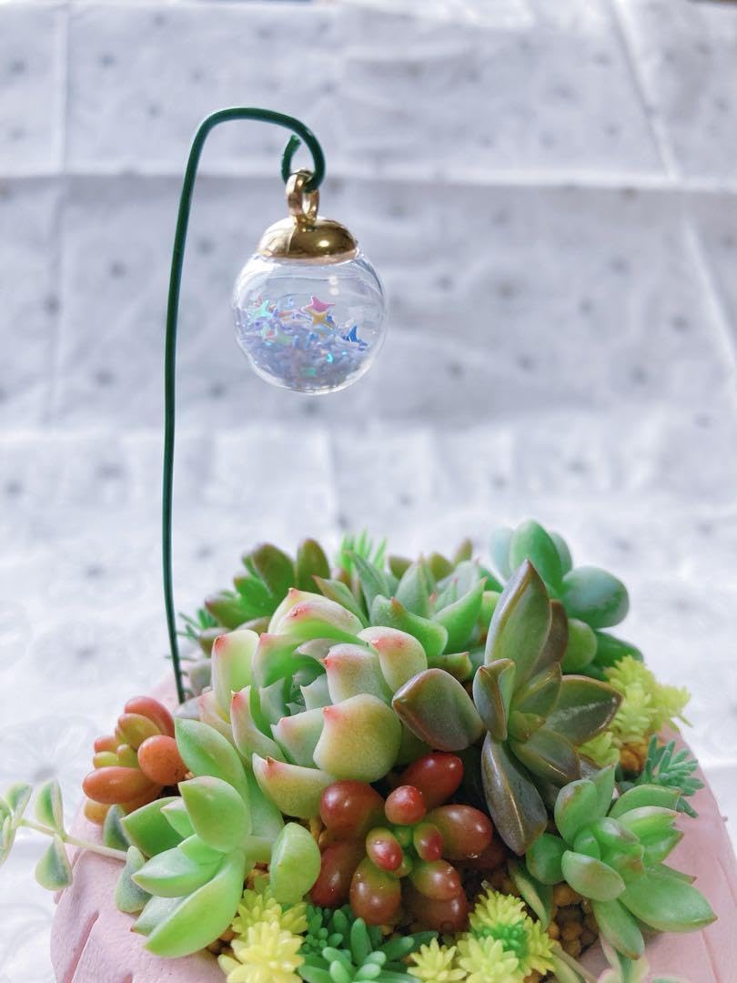 多肉植物 ♡そのまま飾れる寄せ植え♡豪華4点セット♬*° Amazon.co.jp: 多肉植物 そのまま飾れる寄せ植え 白陶器鉢 底穴