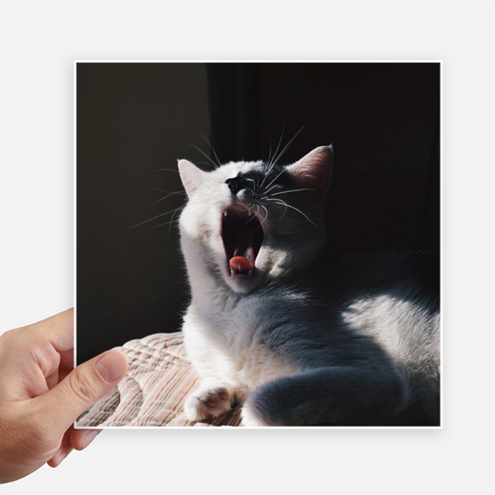 Adhesivos de gato bostezando láminas de fotografía animal de 20x20cm para decoración