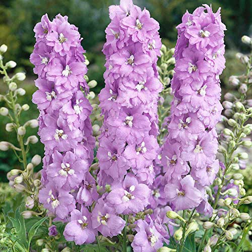 Outsidepride Delphinium Magic Fountains Lavender White Bee Garden Cut Flowers For Vases, Bouquets, Arrangements - 100 Seeds #TOP17