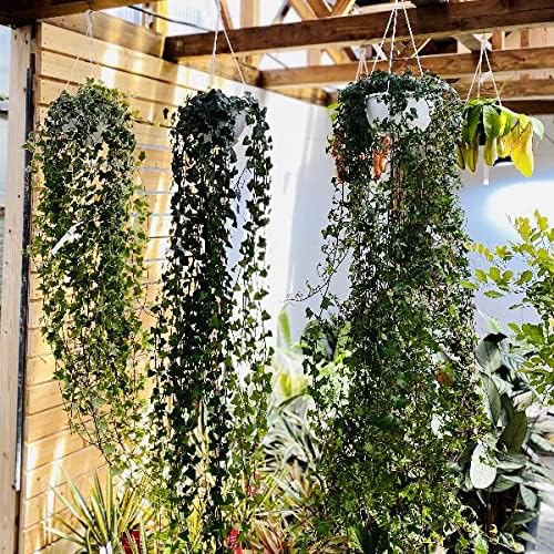 おしゃれ 観葉植物 アイビー ヘデラ ロング ハート 吊り鉢 ホーム キッチン